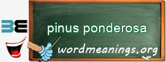 WordMeaning blackboard for pinus ponderosa